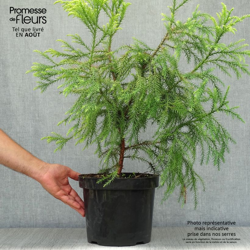 Exemplar von Cryptomeria japonica Sekkan Sugi Topf mit 7,5L/10L wie im Sommer geliefert