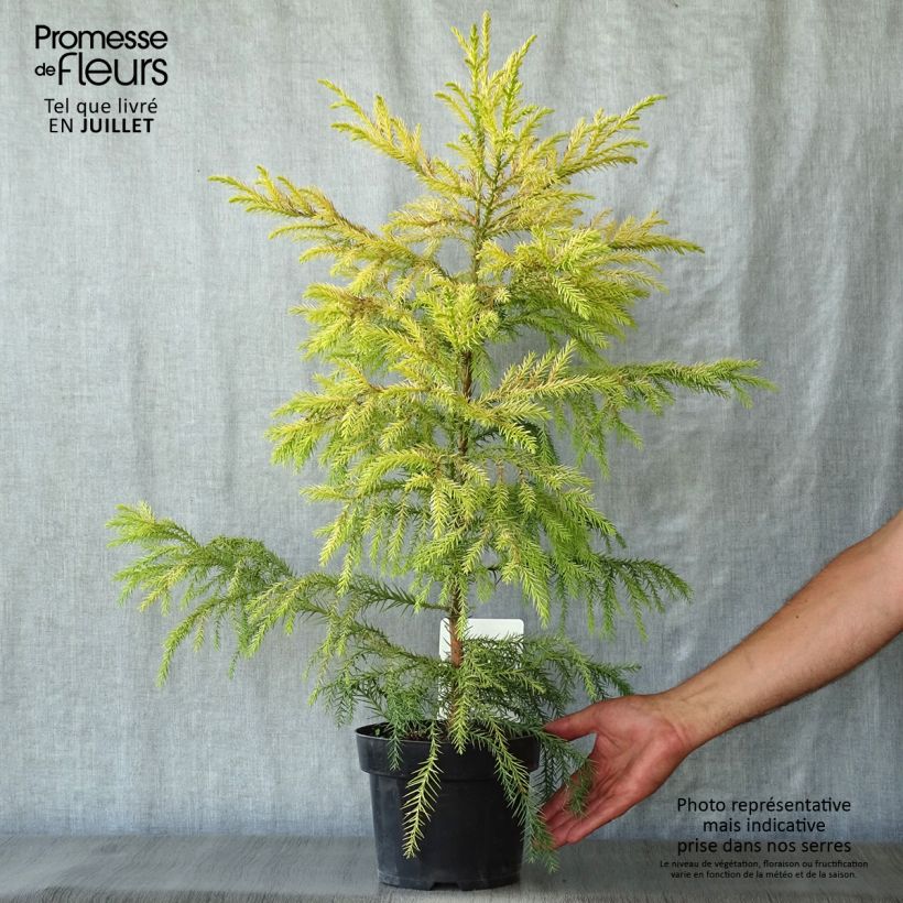 Exemplar von Cryptomeria japonica Sekkan Sugi Topf mit 2L/3L wie im Sommer geliefert