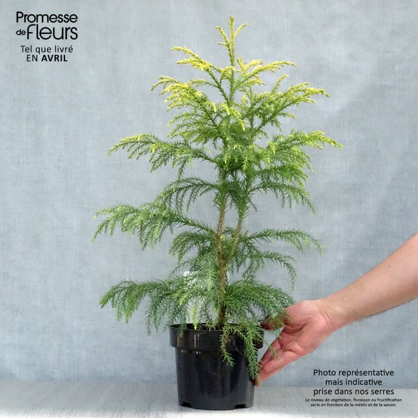 Example of Cryptomeria japonica Sekkan Sugi Topf mit 2L/3L as you get in printemps