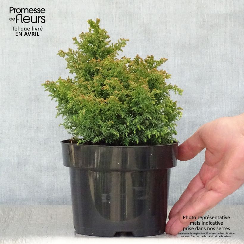 Example of Cryptomeria japonica Twinkle Toes Topf mit 2L/3L as you get in printemps