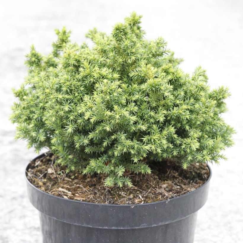 Cryptomeria japonica Vilmoriniana (Wuchs)