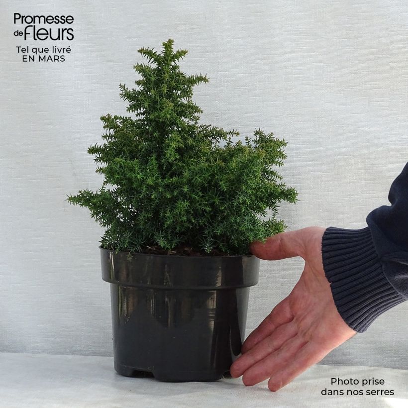 Example of Cryptomeria japonica Yokohama Topf mit 2L/3L as you get in printemps