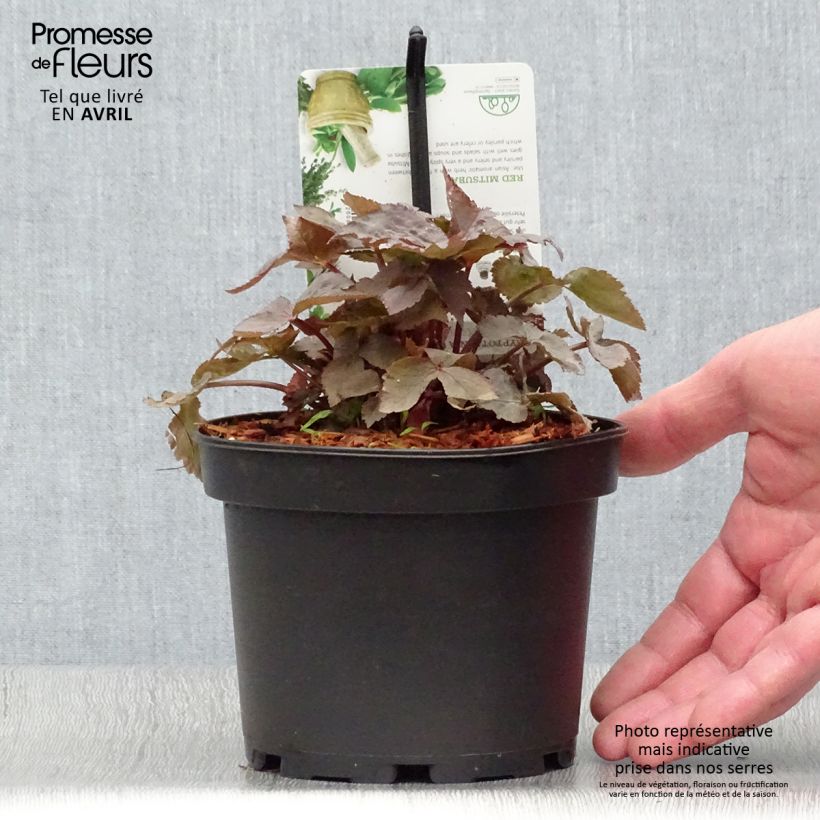 Exemplar von Cryptotaenia japonica f. atropurpurea - Japanische Purpur-Petersilie Topf mit 1,5L/2L wie im Frühjahr geliefert