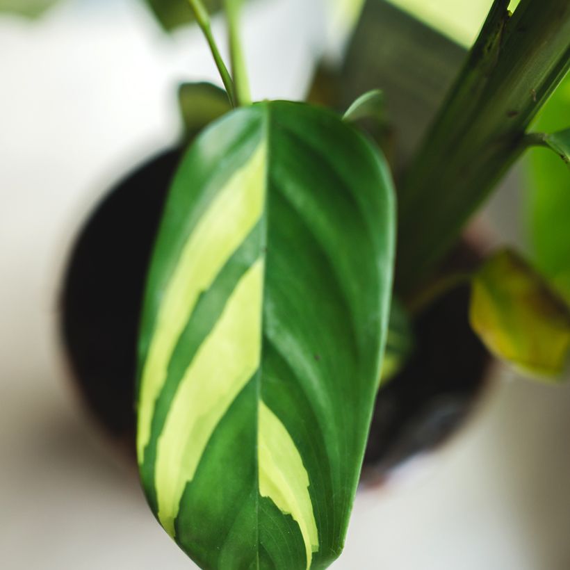 Ctenanthe Golden Mosaic (Laub)