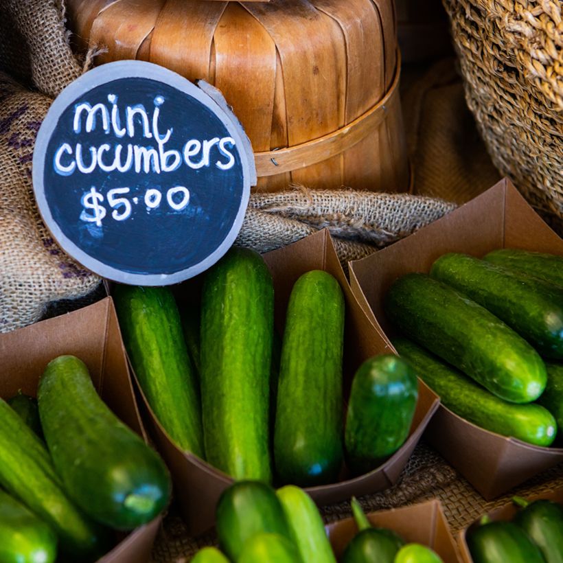 Snack-Gurke Rocky F1 (Harvest)