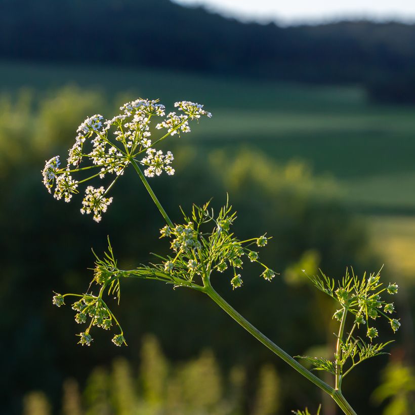 Kreuzkümmel - Cuminum cyminum (Flowering)