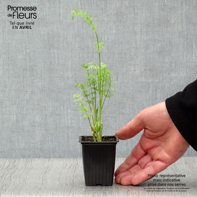 Example of Echter Kümmel - Carum carvi Bio Kleine Töpfe von 8/9 cm as you get in printemps