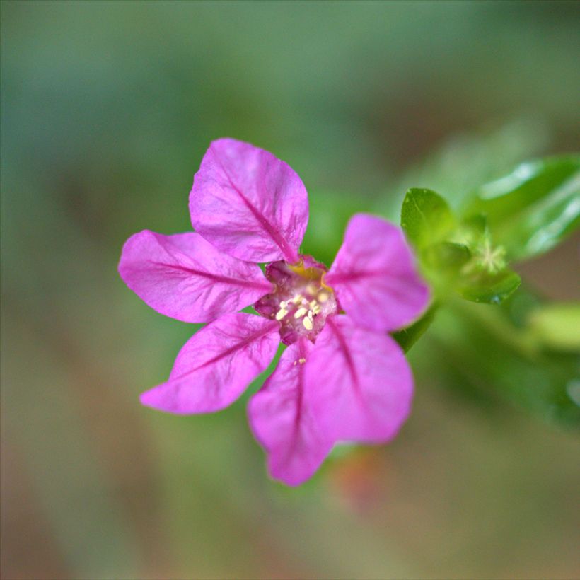 Cuphea hyssopifolia Purple - Japanische Scheinmyrthe (Flowering)