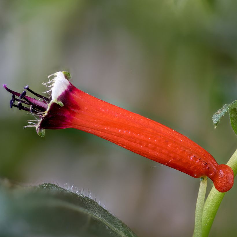Cuphea ignea Scarlet - Zigarettenblümchen (Blüte)