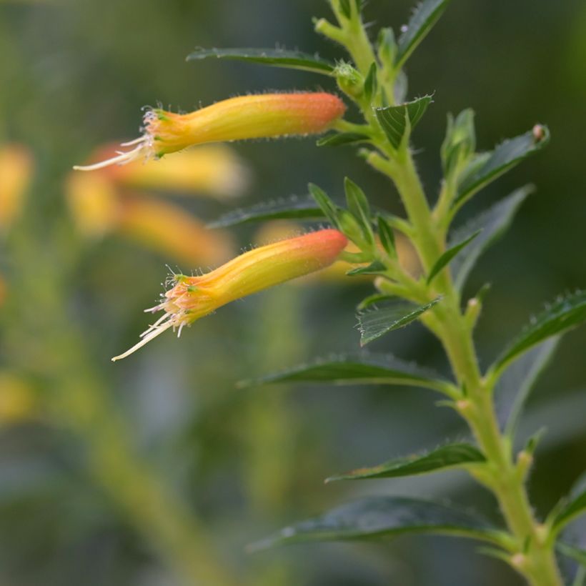 Cuphea micropetala - Zigarrenblume (Blüte)