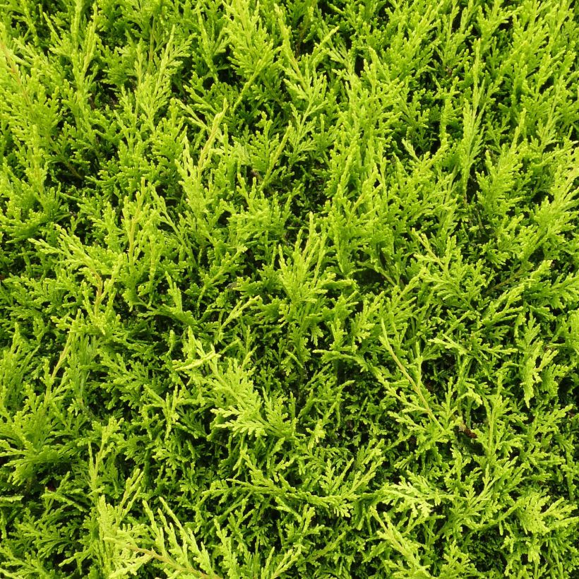 Cupressocyparis leylandii Castlewellan Gold - Leyland-Zypresse (Laub)