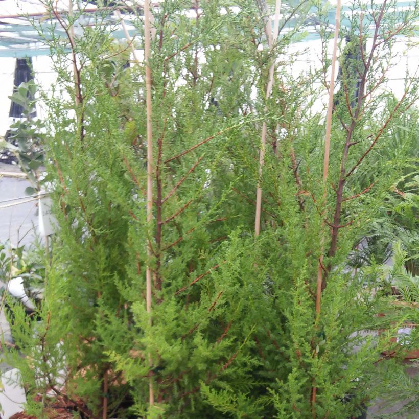 Cupressus macrocarpa - Monterey-Zypresse (Plant habit)