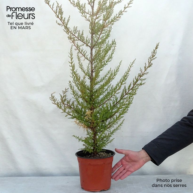Example of Cupressus macrocarpa - Monterey-Zypresse Topf mit 2L/3L as you get in printemps