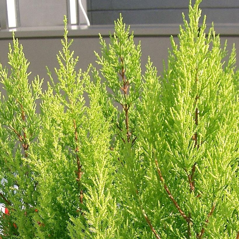 Cupressus macrocarpa Goldcrest - Monterey-Zypresse (Foliage)