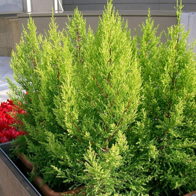 Cupressus macrocarpa Goldcrest - Monterey-Zypresse (Plant habit)