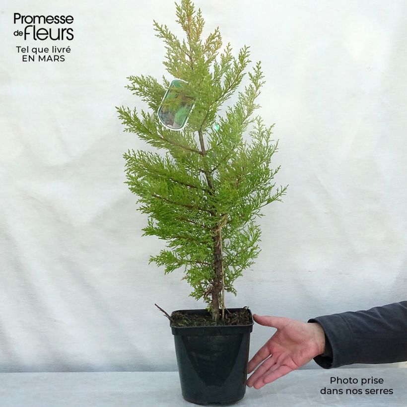 Example of Cupressus macrocarpa Goldcrest - Monterey-Zypresse Topf mit 4L/5L as you get in printemps