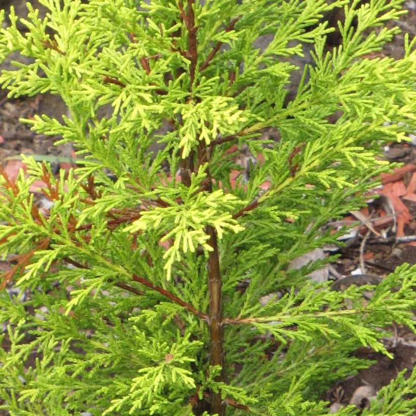 Cupressus macrocarpa Wilma - Monterey-Zypresse (Foliage)