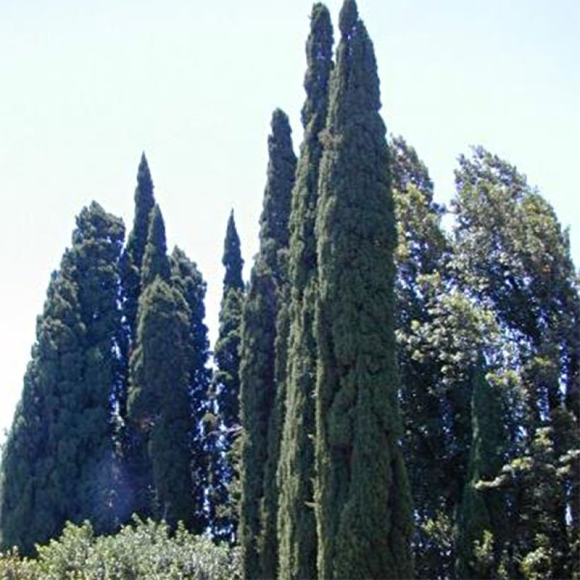 Cupressus sempervirens var. stricta Pyramidalis - Echte-Zypresse (Plant habit)