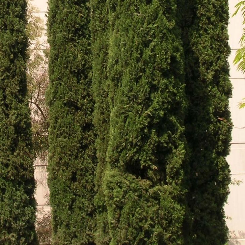 Cupressus sempervirens var. stricta - Mittelmeer-Zypresse (Foliage)