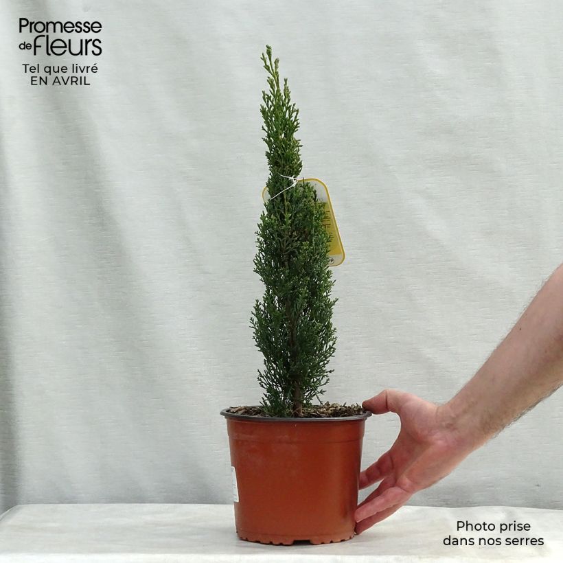 Example of Cupressus sempervirens var. stricta Totem - Echte-Zypresse Topf mit 2L/3L as you get in printemps