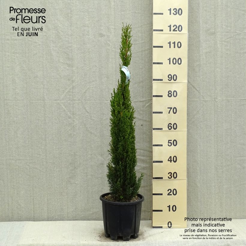 Example of Cupressus sempervirens var. stricta Totem - Echte-Zypresse Topf mit 7,5L/10L as you get in printemps