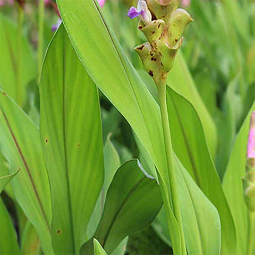 Curcuma alismatifolia Pink - Safranwurz (Foliage)