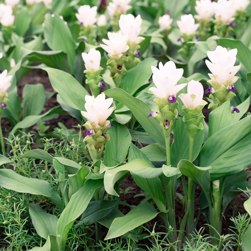 Curcuma alismatifolia White - Safranwurz (Wuchs)