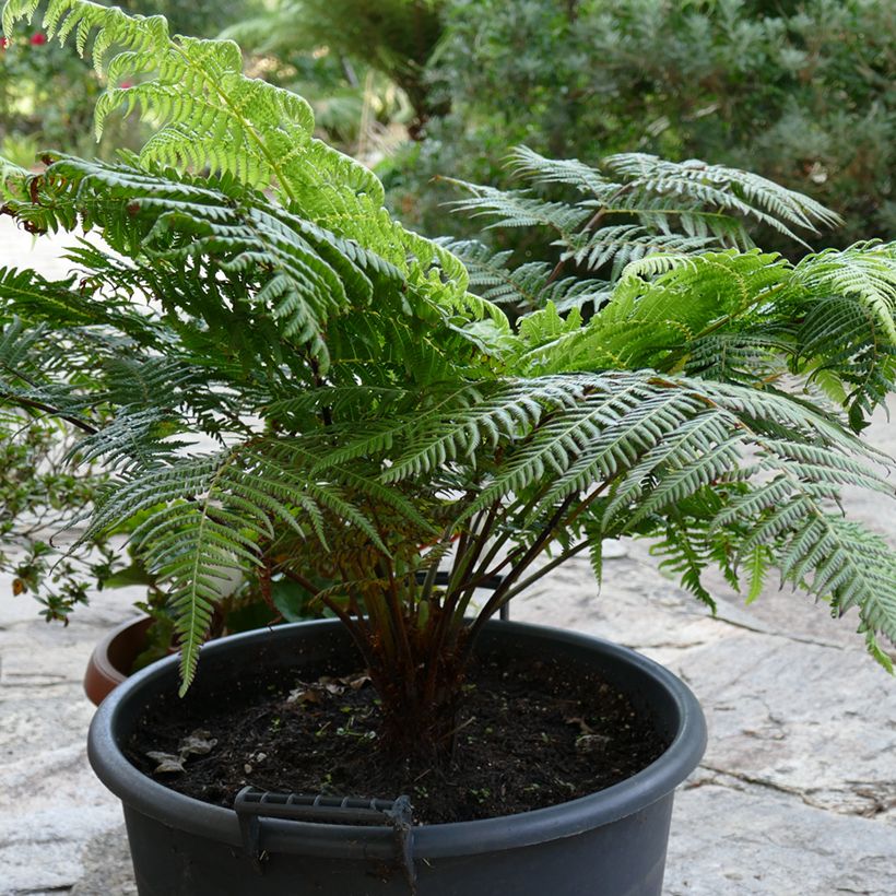 Cyathea australis - Australischer Baumfarn (Wuchs)