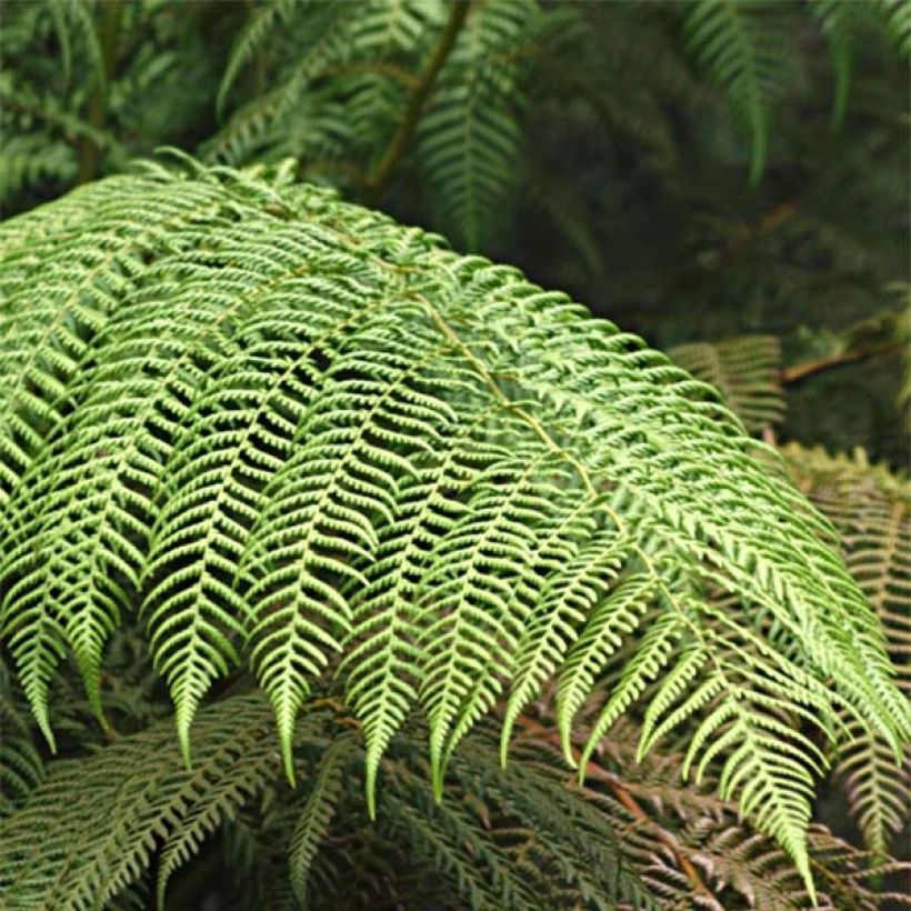 Cyathea cooperi - Australischer Baumfarn (Foliage)