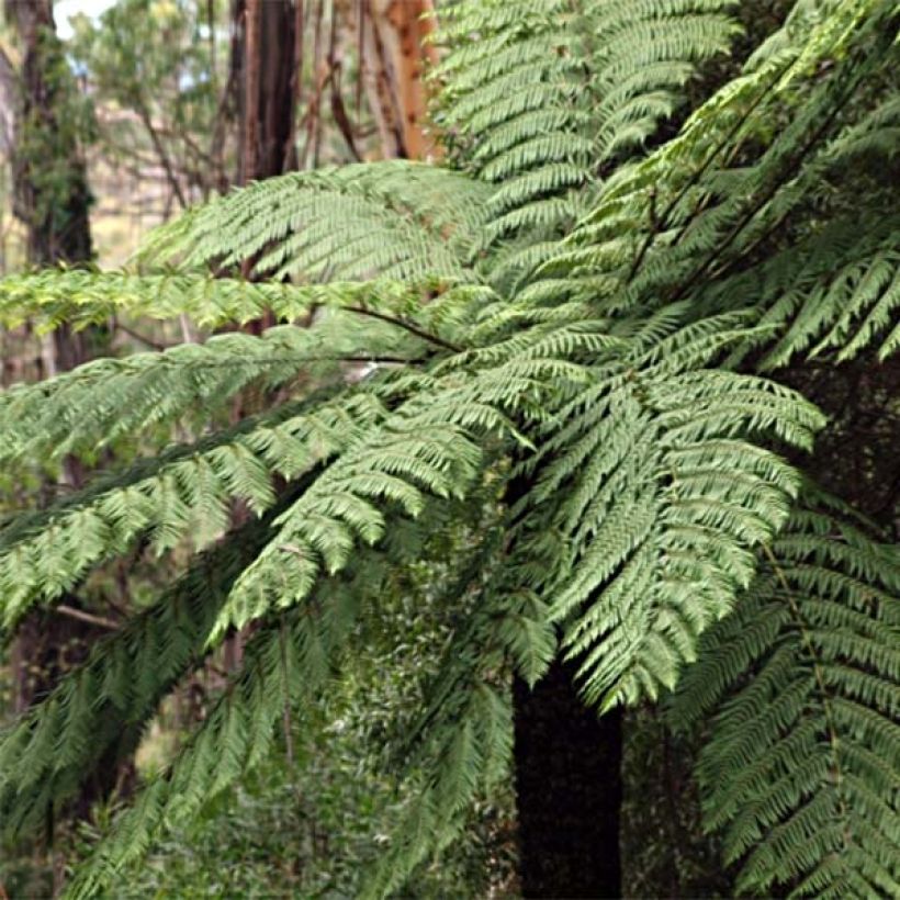 Cyathea cooperi - Australischer Baumfarn (Plant habit)