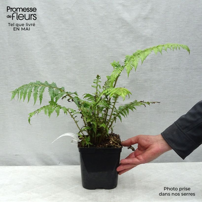 Example of Cyathea cooperi - Australischer Baumfarn Topf mit 2L/3L as you get in printemps