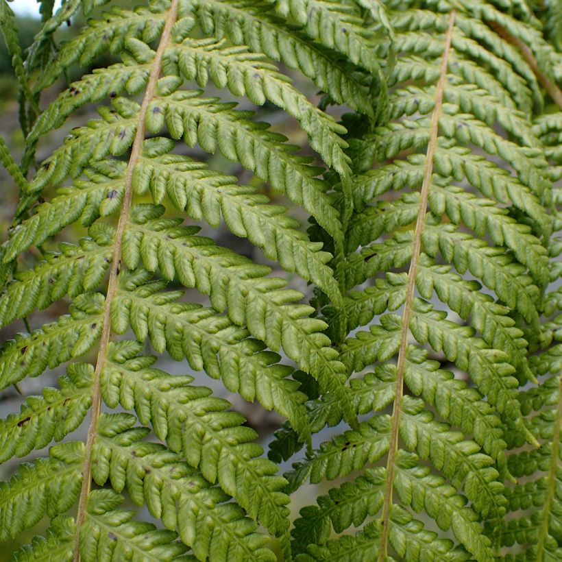 Cyathea medullaris - Schwarzer Baumfarn (Foliage)