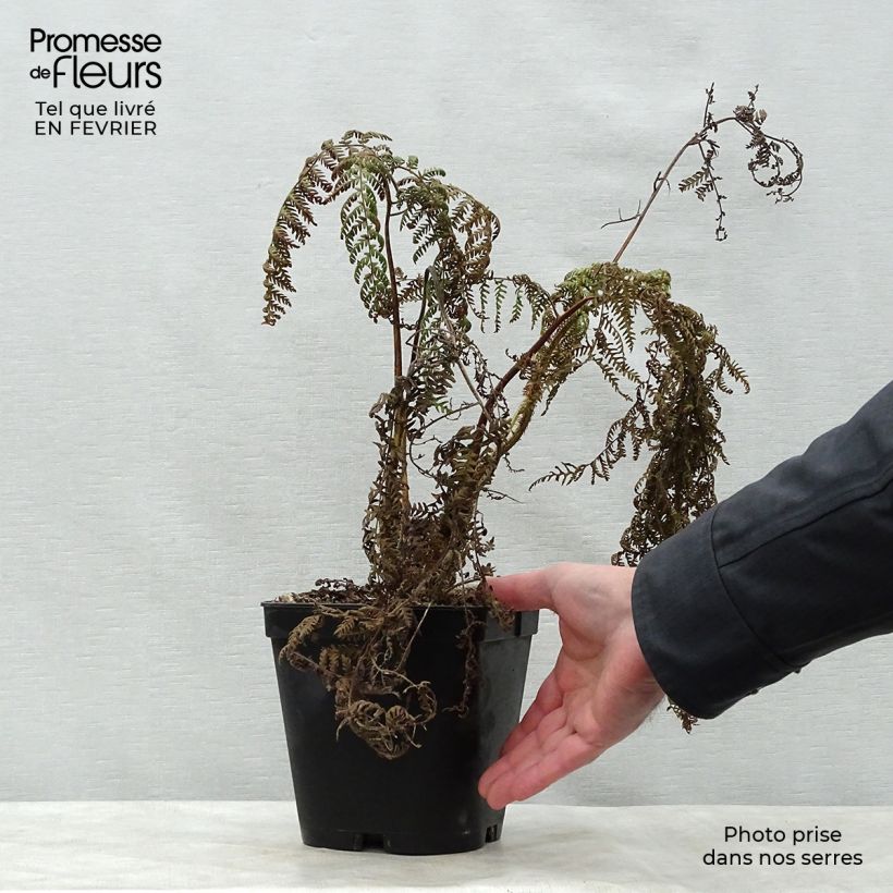 Example of Cyathea medullaris - Schwarzer Baumfarn Topf mit 2L/3L as you get in hiver