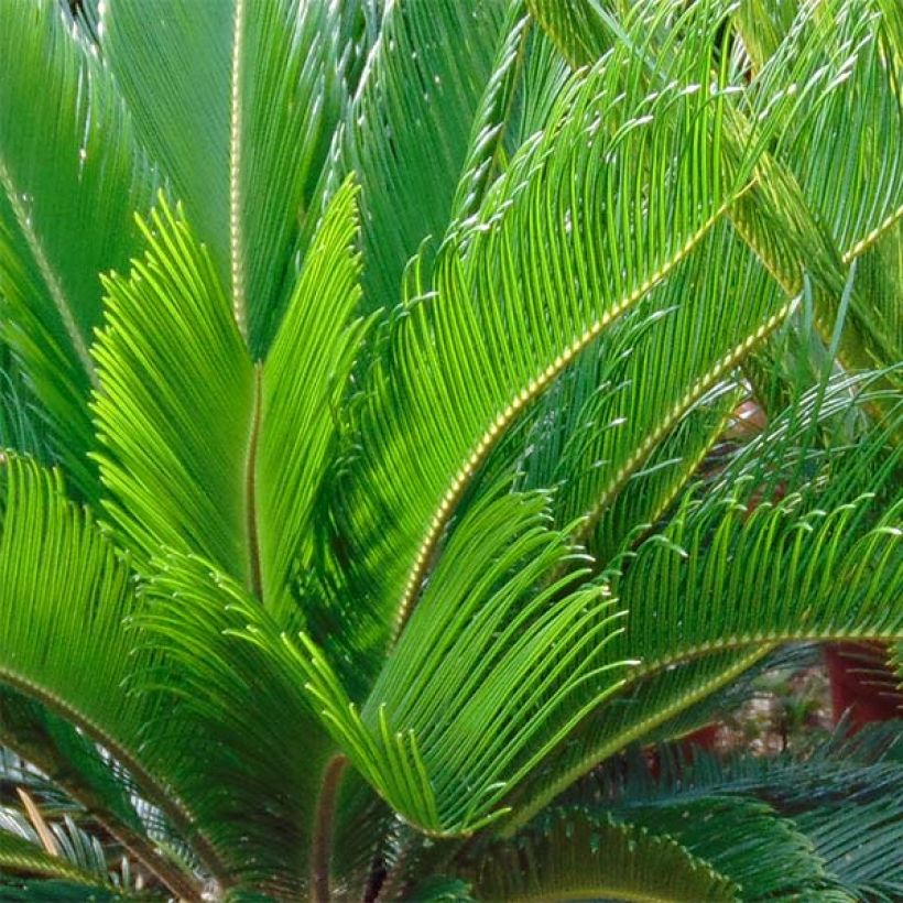 Cycas revoluta - Palmfarn (Foliage)