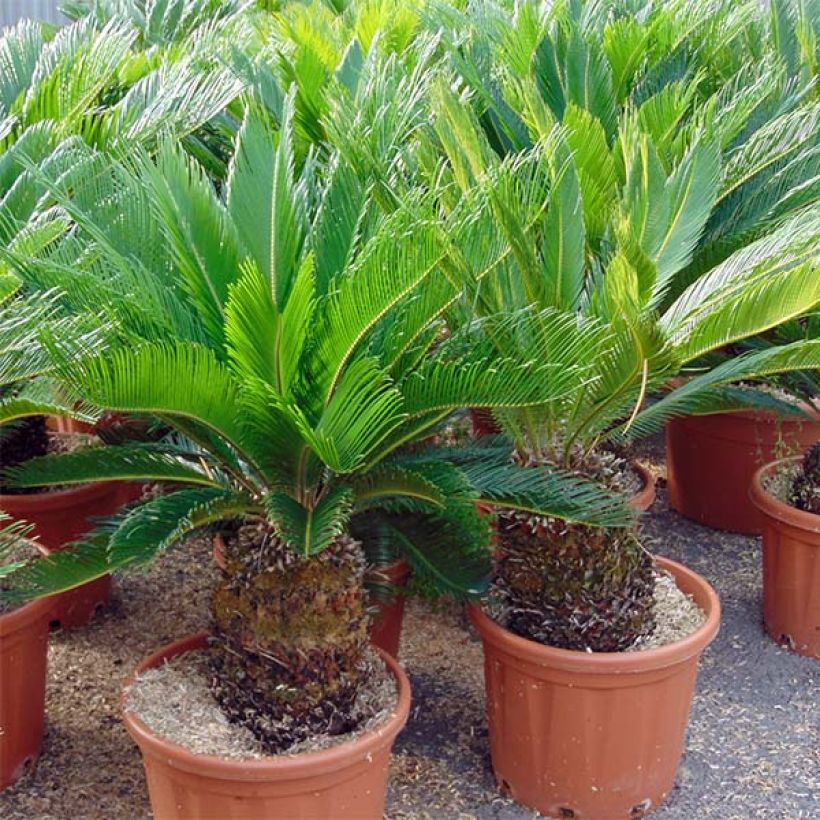 Cycas revoluta - Palmfarn (Plant habit)