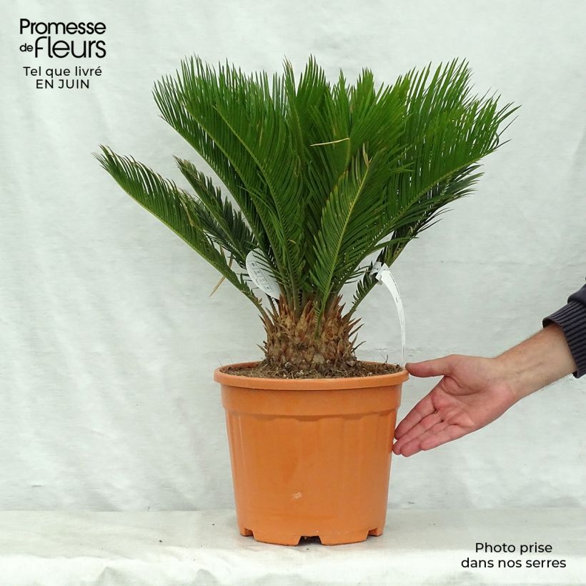 Exemplar von Cycas revoluta - Palmfarn Topf mit 4L/5L wie im Sommer geliefert