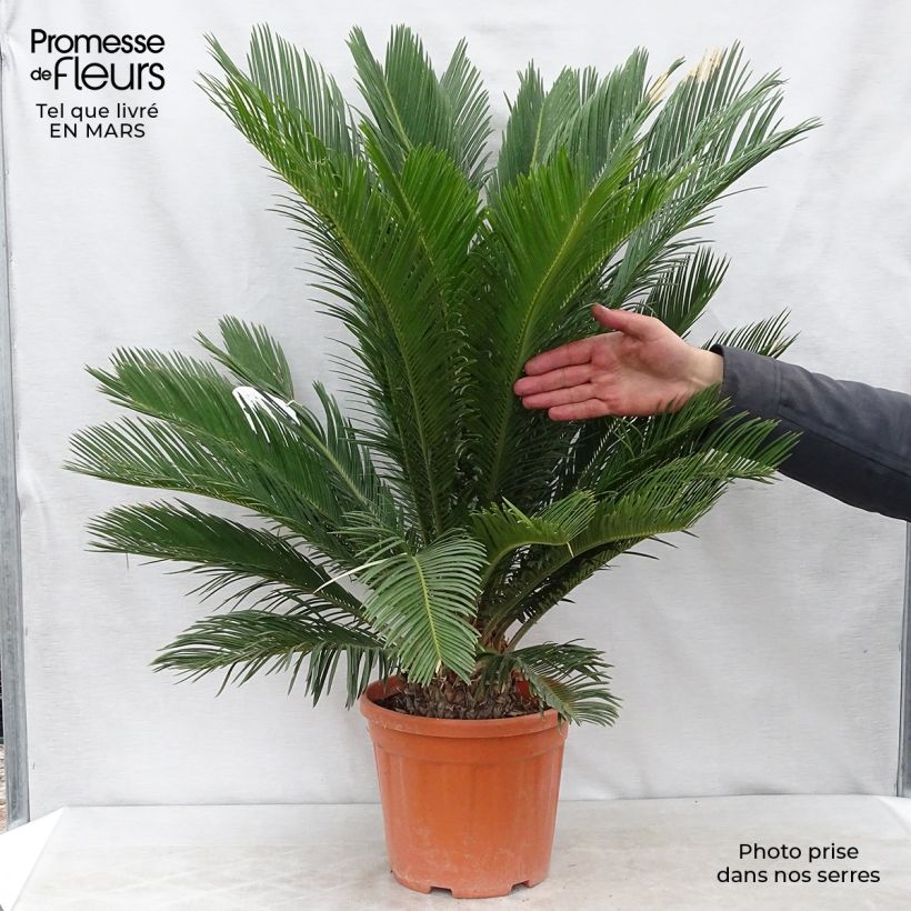 Example of Cycas revoluta - Palmfarn Topf mit 4L/5L as you get in printemps