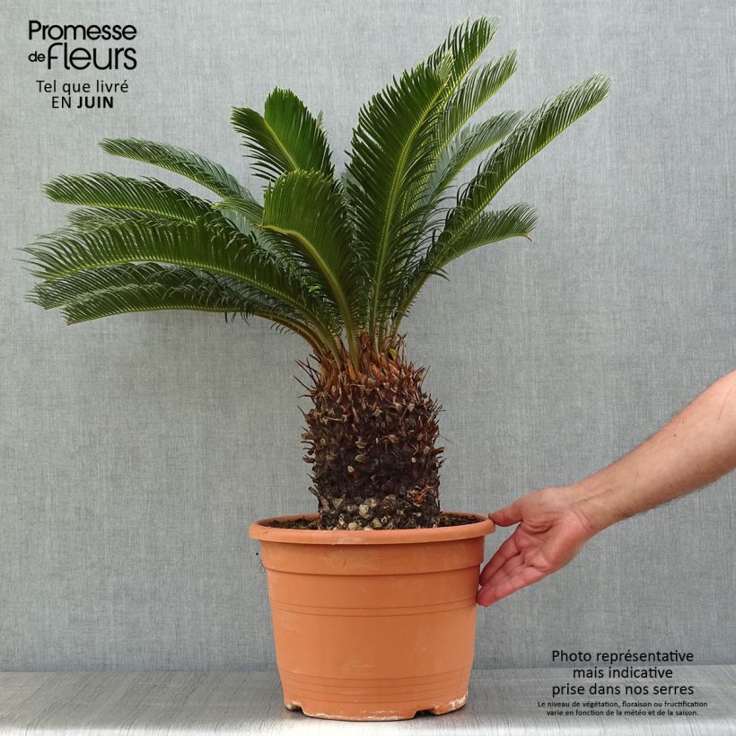 Example of Cycas revoluta - Palmfarn Topf mit 7,5L/10L as you get in printemps