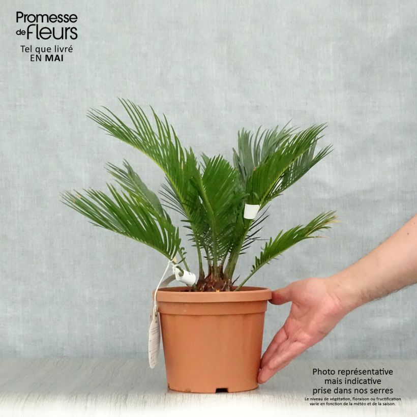 Example of Cycas revoluta - Palmfarn Topf mit 2L/3L as you get in printemps