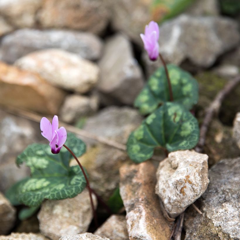 Cyclamen cilicium - Anatolien-Alpenveilchen (Wuchs)