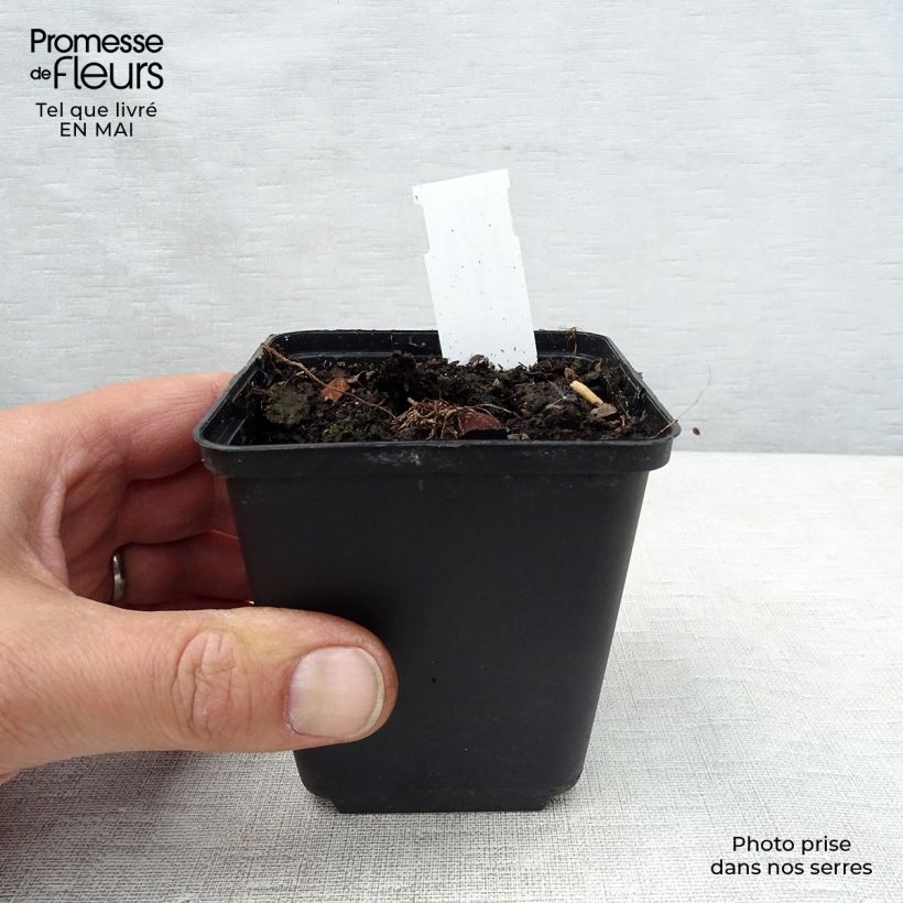 Exemplar von Cyclamen coum Album - Frühlings Alpenveilche Kleine Töpfe von 8/9 cm wie im Frühjahr geliefert