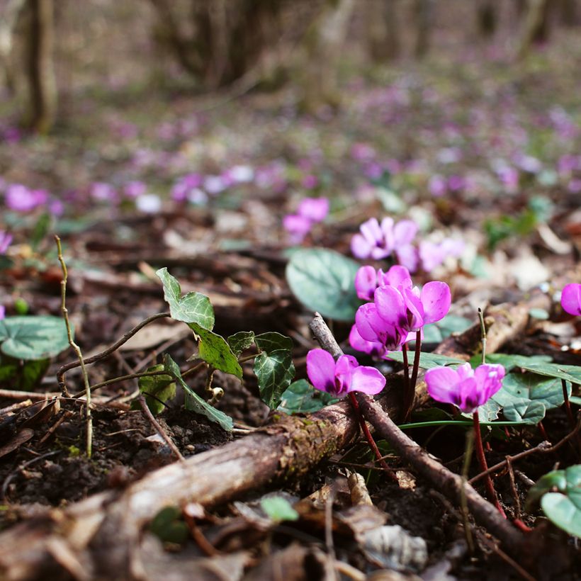 Cyclamen coum - Frühlings Alpenveilche (Plant habit)
