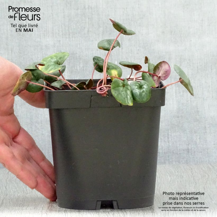 Example of Cyclamen coum - Frühlings Alpenveilche Topf mit 2L/3L as you get in printemps