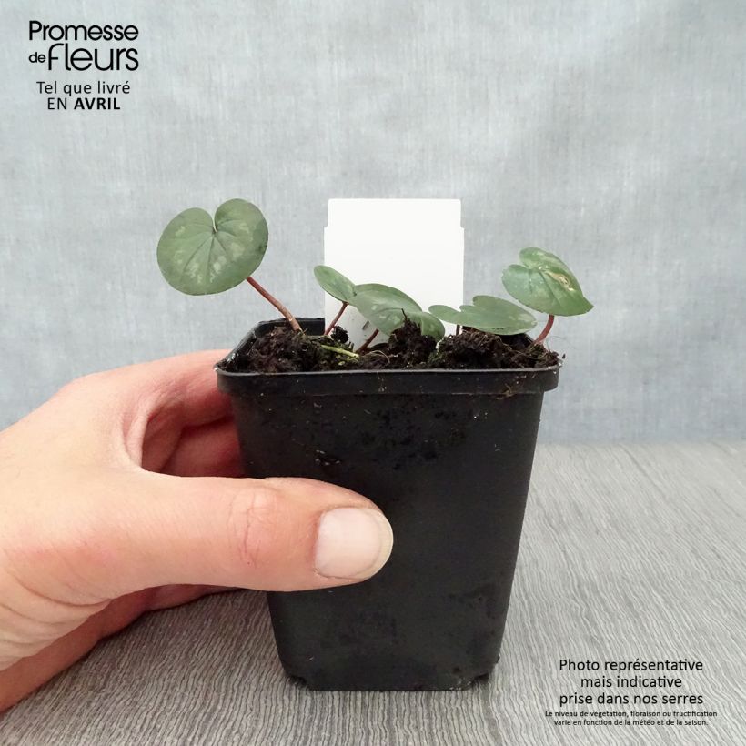 Example of Cyclamen coum - Frühlings Alpenveilche Kleine Töpfe von 8/9 cm as you get in printemps