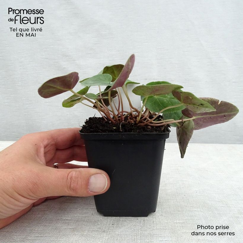 Example of Cyclamen hederifolium Album - Herbst-Alpenveilchen Kleine Töpfe von 7/8 cm as you get in printemps