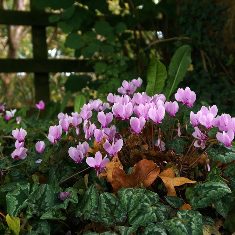 Cyclamen hederifolium - Herbst-Alpenveilchen (Wuchs)