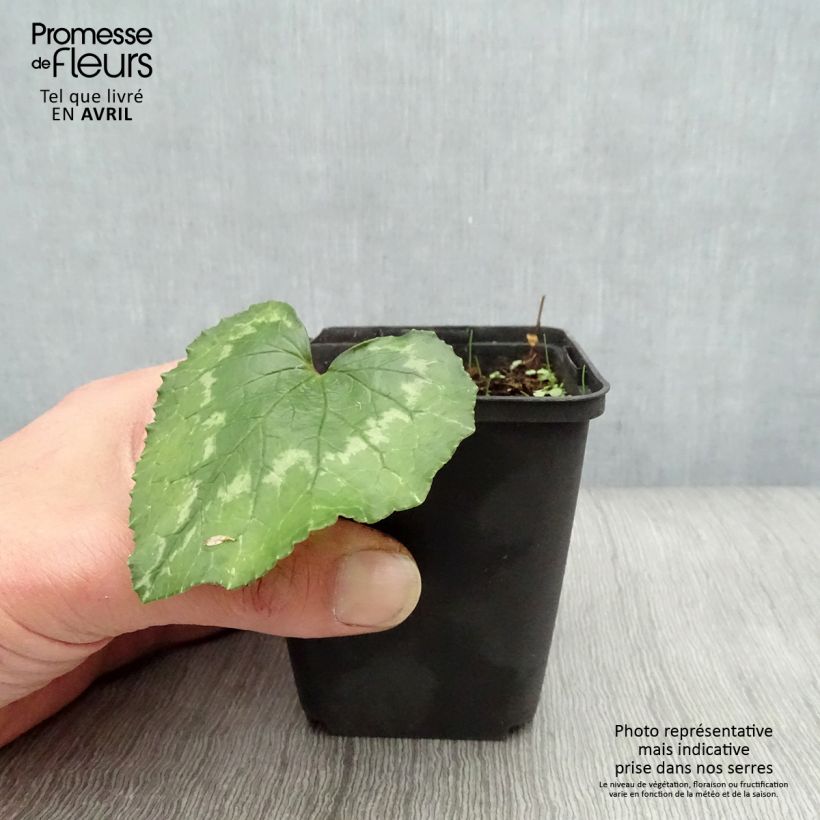 Exemplar von Cyclamen de Naples rose godet wie im Frühjahr geliefert