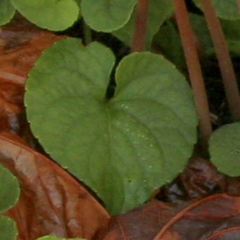 Cyclamen hederifolium Album - Herbst-Alpenveilchen (Foliage)