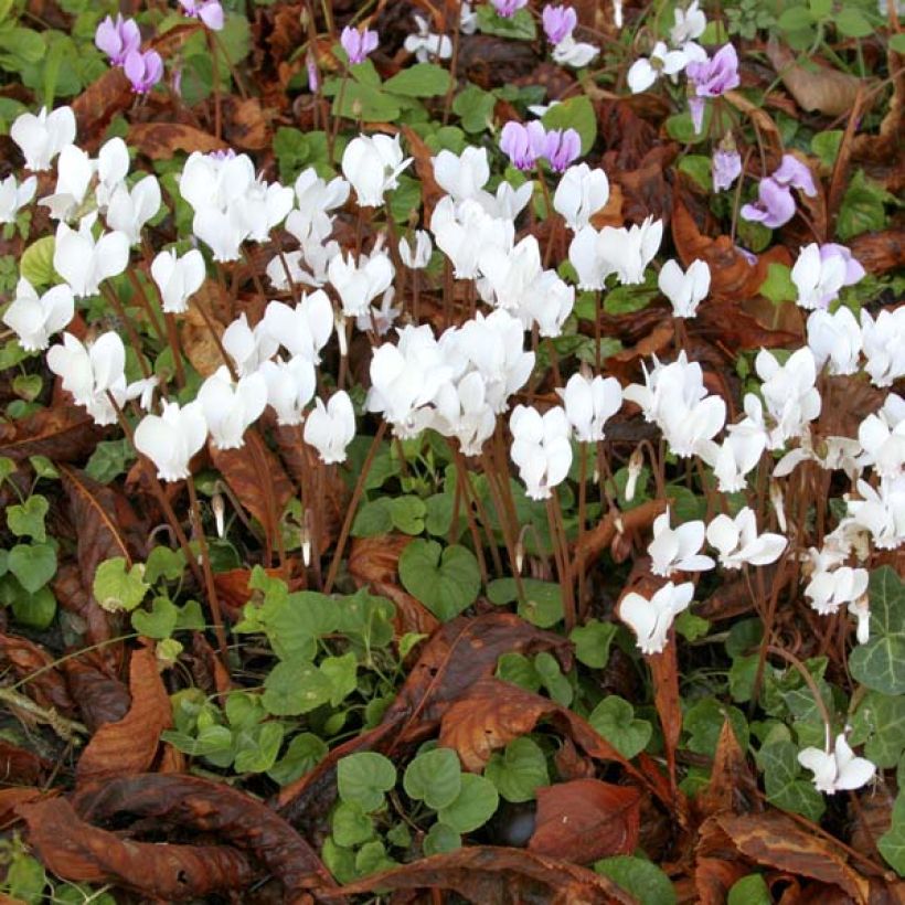 Cyclamen hederifolium Album - Herbst-Alpenveilchen (Plant habit)