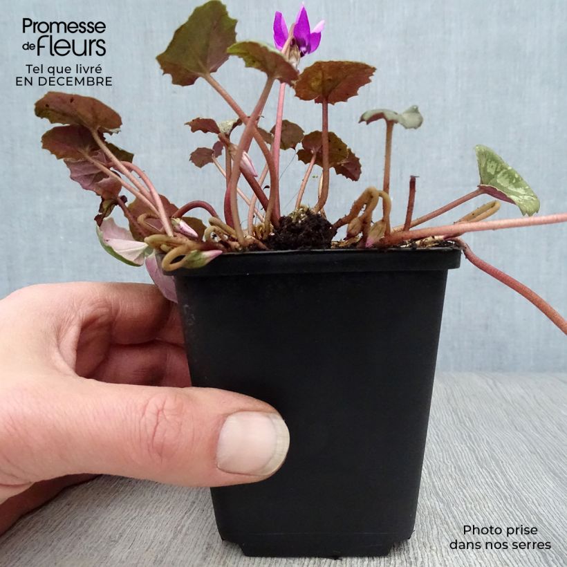 Exemplar von Cyclamen pseudibericum - Iberisches Alpenveilchen Kleine Töpfe von 8/9 cm Kaliber/Größe 9 wie im Winter geliefert
